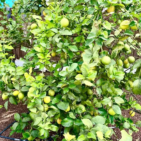 Authentic Canary Style With Private Pool And Garden- Casa Juan Vera